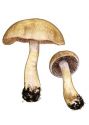 Cortinarius azureus Fr. attēls