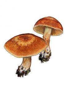 Cortinarius balaustinus Fr. attēls