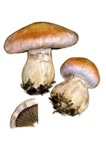 Cortinarius balteatus (Fr.) Fr. attēls