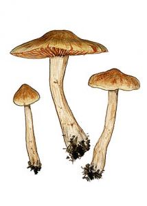 Cortinarius betuletorum (M. M. Moser) M. M. Moser attēls