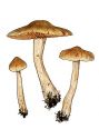 Cortinarius betuletorum (M. M. Moser) M. M. Moser attēls