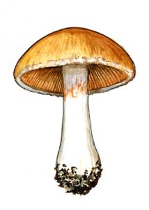 Cortinarius biformis Fr. attēls