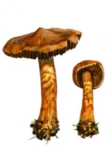 Cortinarius brunneofulvus  Fr. attēls