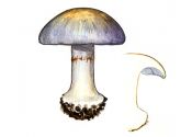 Cortinarius caerulescens  (Schaeff.) Fr. attēls