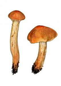 Cortinarius callisteus (Fr.: Fr.) Fr. attēls