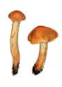 Cortinarius callisteus (Fr.: Fr.) Fr. attēls