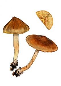 Cortinarius cinnamomeobadius Rob. Henry attēls