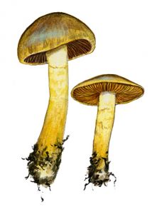 Cortinarius cinnamomeus (L.: Fr.) Fr. attēls