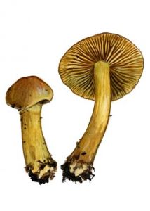 Cortinarius croceus (Schaeff.) Bigeard & H. Guill. attēls