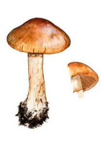 Cortinarius decoloratus (Fr.) Fr. attēls