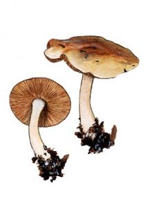 Cortinarius delibutus Fr. attēls