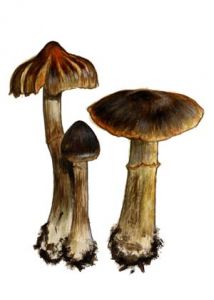 Cortinarius glandicolor (Fr.) Fr. attēls