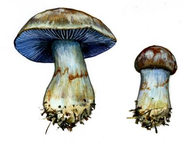 Cortinarius glaucopus (Schaeff.) Fr. attēls