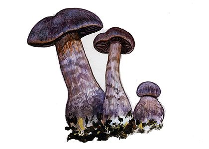 Cortinarius hercynicus (Pers.) M. M. Moser attēls