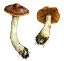 Cortinarius leucopus (Bull.: Fr.) Fr. attēls