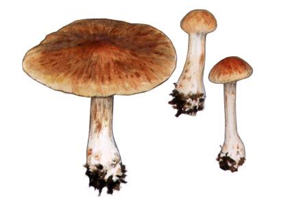 Cortinarius malachius (Fr.) Fr. attēls