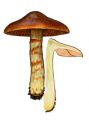 Cortinarius malicorius  Fr. attēls