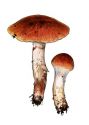 Cortinarius mucosus (Bull.: Fr.) Kickx attēls