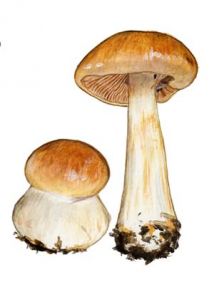 Cortinarius multiformis (Fr.) Fr. attēls