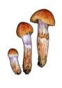 Cortinarius muscigenus Peck attēls