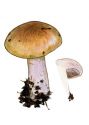 Cortinarius nemorensis (Fr.) Lange attēls