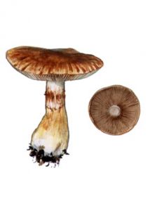 Cortinarius olidus Lange attēls