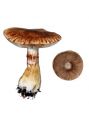 Cortinarius olidus Lange attēls