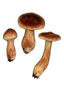 Cortinarius orellanoides Rob. Henry attēls