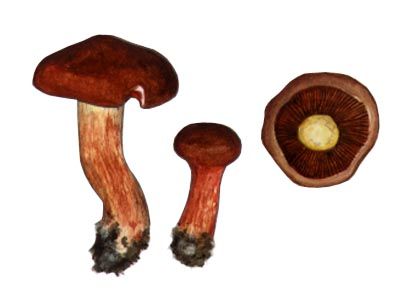 Cortinarius phoeniceus Maire attēls