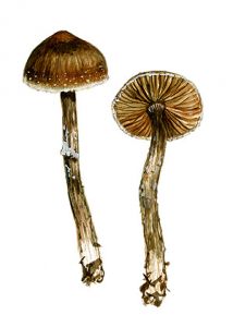 Cortinarius rigidus ( Fr.) Fr. attēls