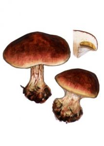 Cortinarius rufoolivaceus (Pers.:Fr.) Fr. attēls