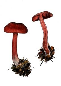 Cortinarius sanguineus (Fr.) Gillet attēls