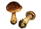 Cortinarius scaurus  (Fr.: Fr.) ss. lat. attēls