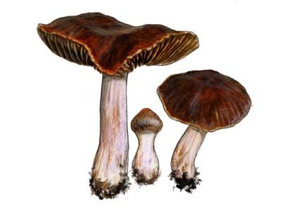 Cortinarius scutulatus (Fr.) Fr. attēls