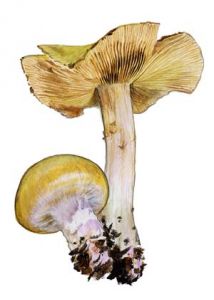 Cortinarius sebaceus Fr. attēls