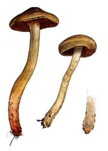 Cortinarius semisanguineus (Fr.) Gillet attēls
