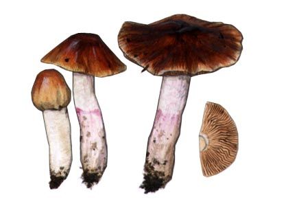 Cortinarius stillatitius Fr. attēls