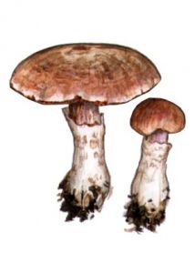 Cortinarius torvus (Fr.: Fr.) Fr. attēls