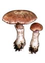 Cortinarius torvus (Fr.: Fr.) Fr. attēls