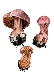 Cortinarius traganus (Fr.: Fr.) Fr. attēls