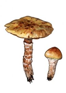 Cortinarius trivialis Lange attēls