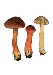 Cortinarius uliginosus Berk. attēls