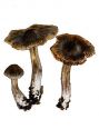 Cortinarius uraceus Fr. attēls