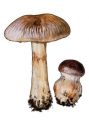 Cortinarius variecolor (Pers.: Fr.) Fr. attēls