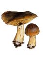 Cortinarius venetus (Fr.) Fr. attēls