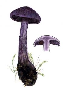 Cortinarius violaceus (L.:Fr.) Gray attēls