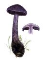 Cortinarius violaceus (L.:Fr.) Gray attēls