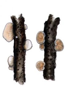 Crepidotus variabilis (Pers.: Fr.) P. Kumm attēls