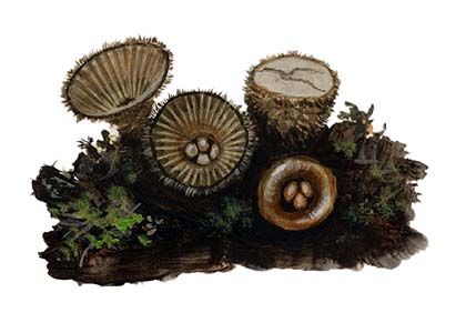 Cyathus striatus (Huds.)Pers. attēls