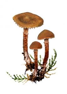 Cystoderma amianthinum (Scop.) Fayod attēls